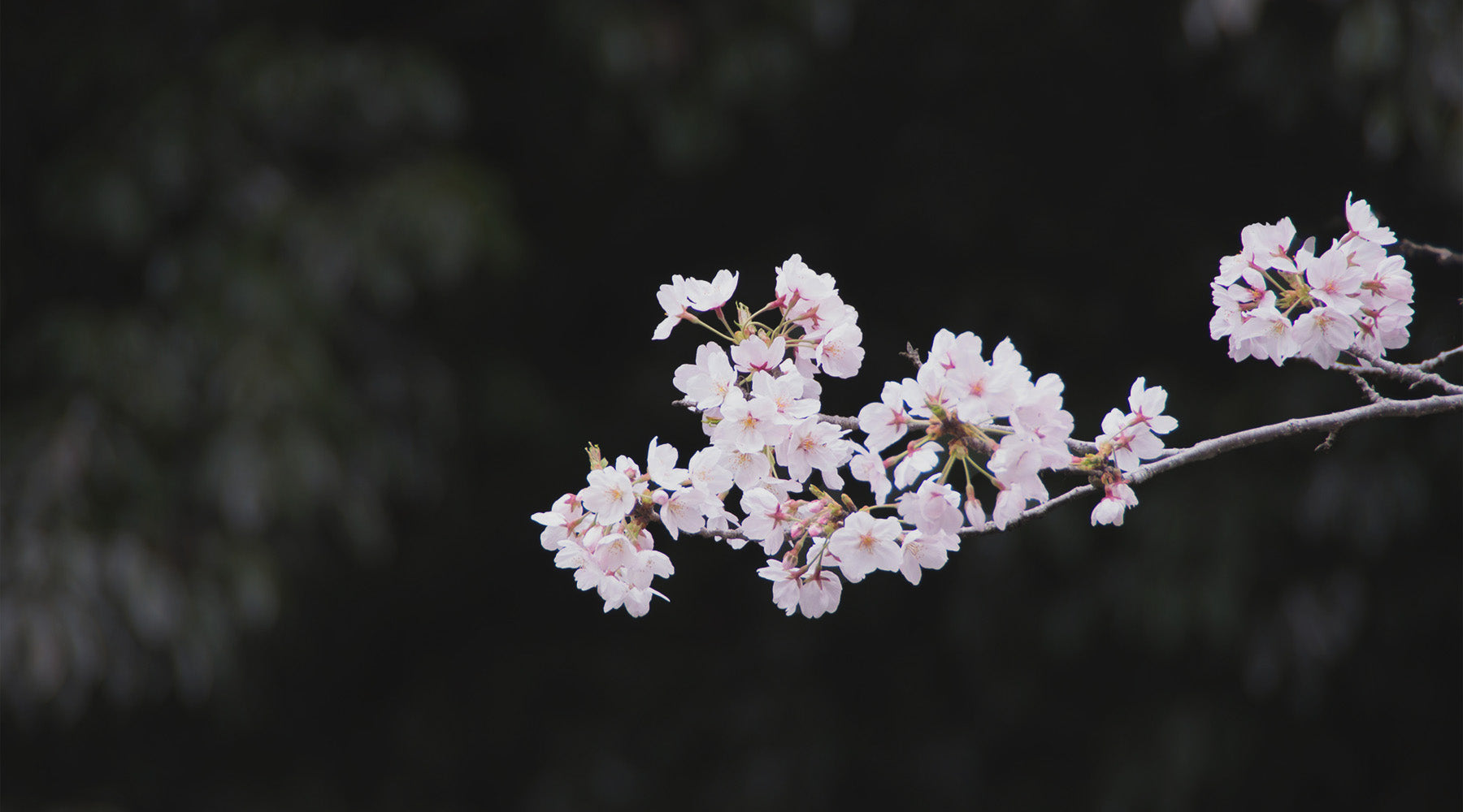 A stunning branch adorned with delicate sakura flowers against a dark background - capturing the serene beauty of springtime in Japan and the ephemeral elegance of cherry blossoms - Maison Tomoki