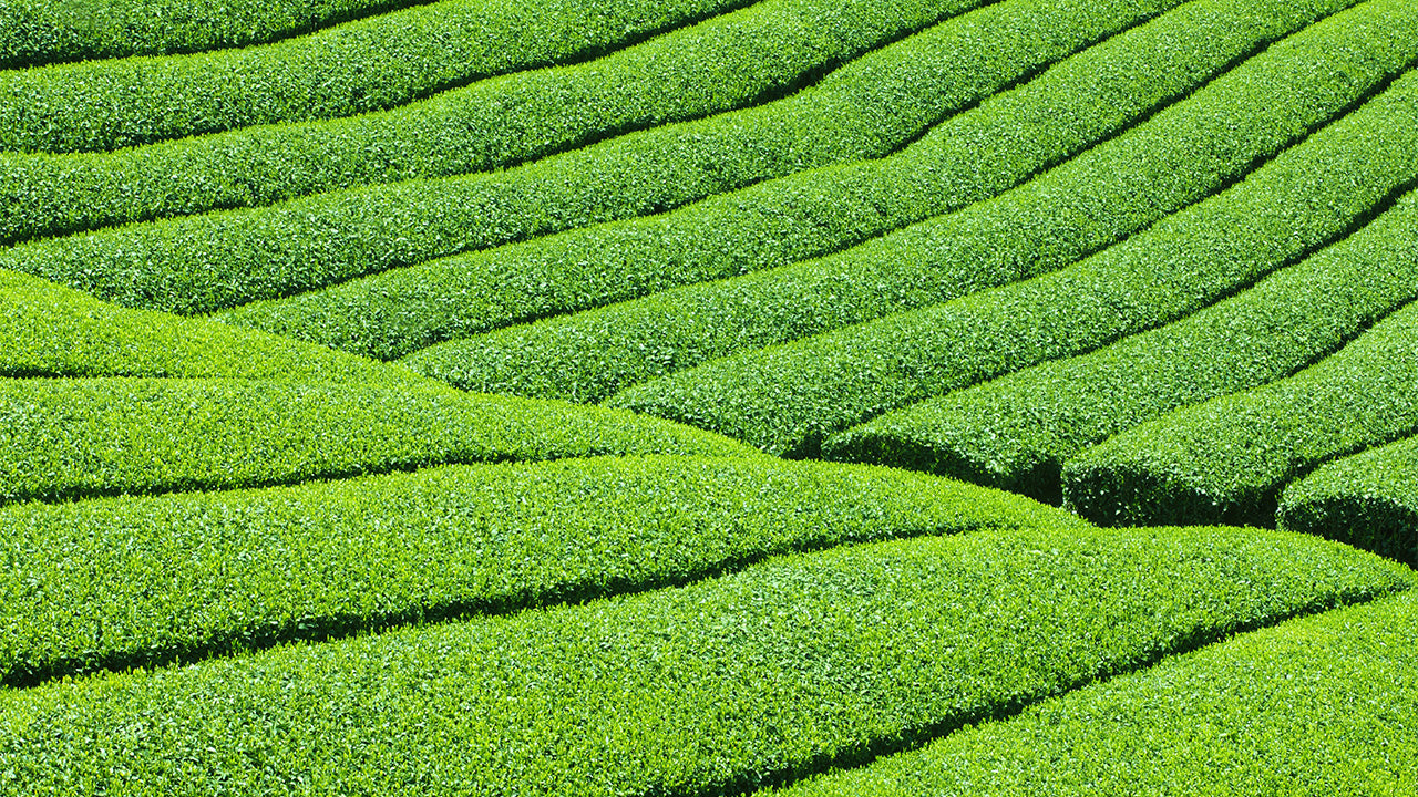 Beautiful Tea Fields in Uji, Kyoto - Premium Japanese Green Tea Source - MAISON TOMOKI