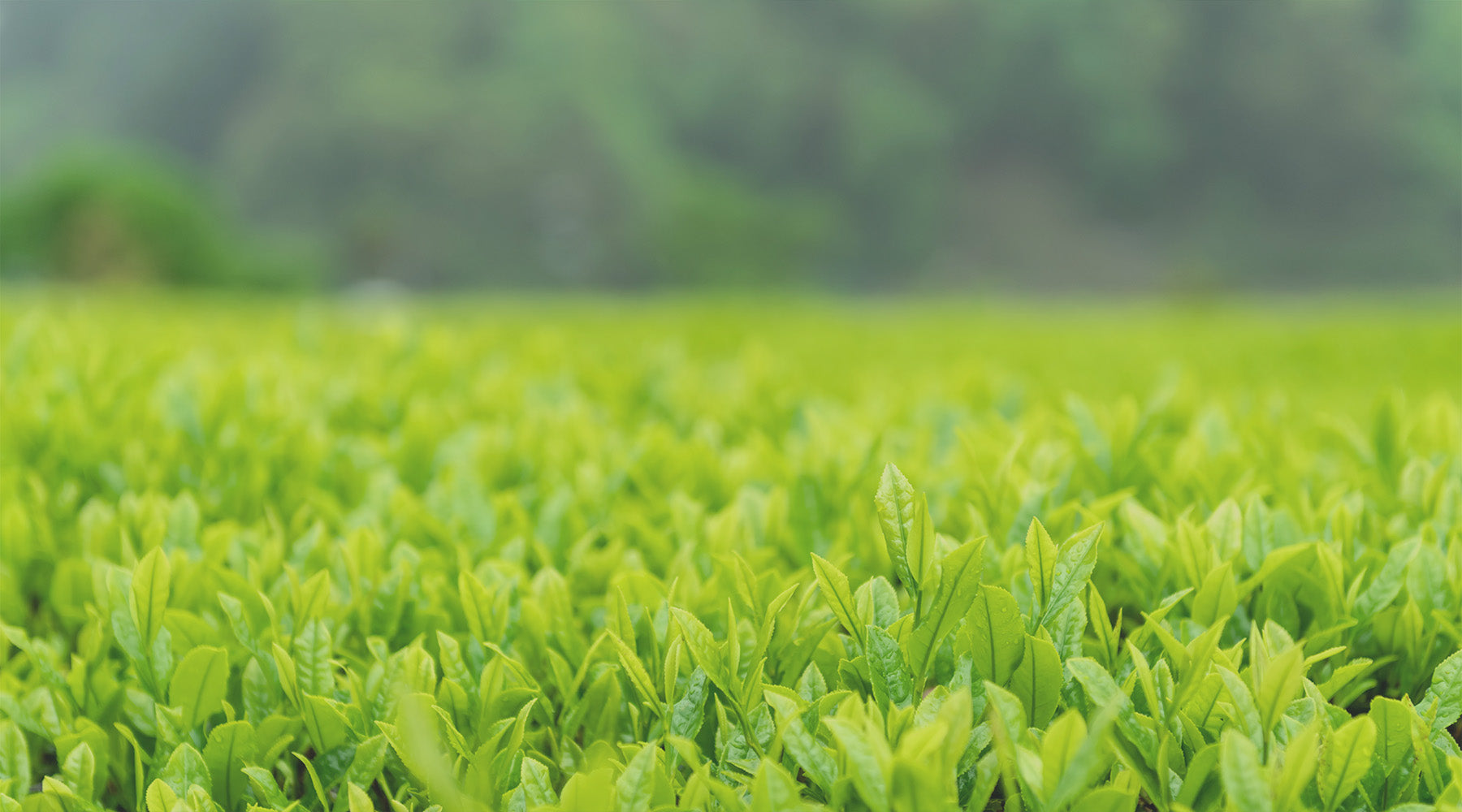 An image of a lush tea field with a close-up of young tea leaves, the field expanding into the background with a short focal depth, showcasing the vibrant growth and meticulous cultivation of Japanese tea - Maison Tomoki