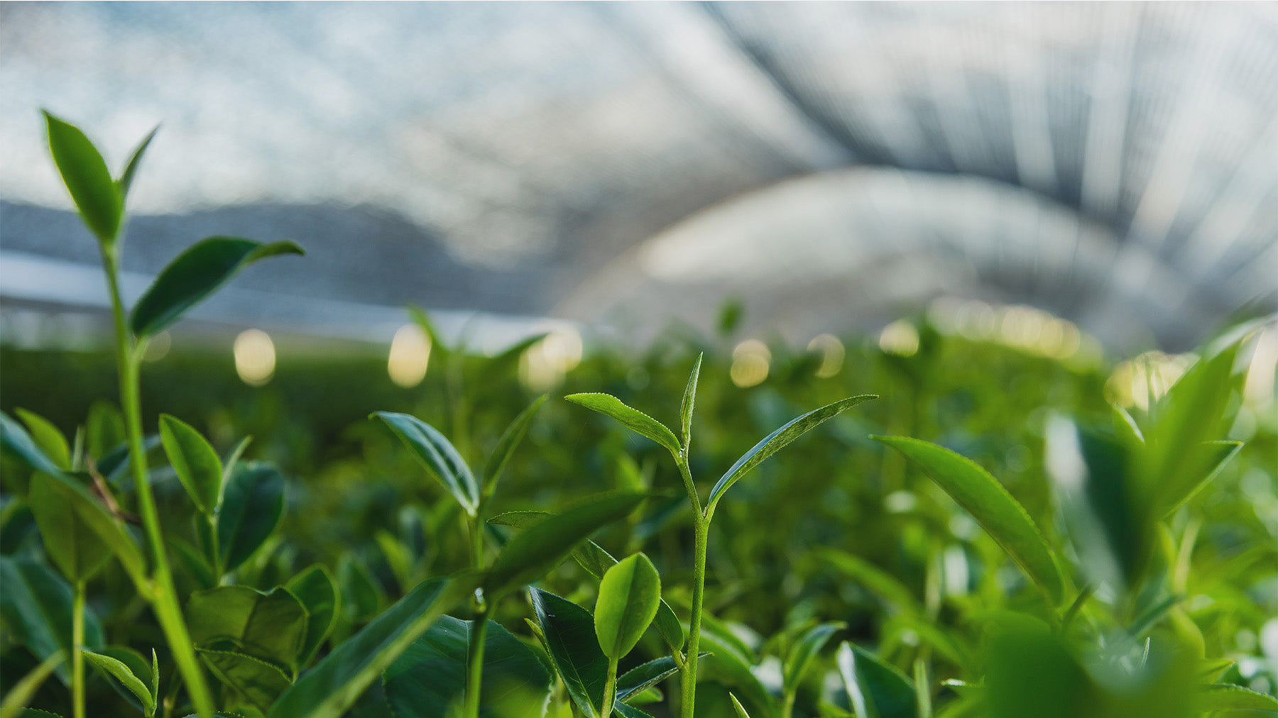 Image of tea bushes shaded by special cloths, illustrating the traditional Japanese method of shade-grown tea production to enhance flavor and quality - Maison Tomoki