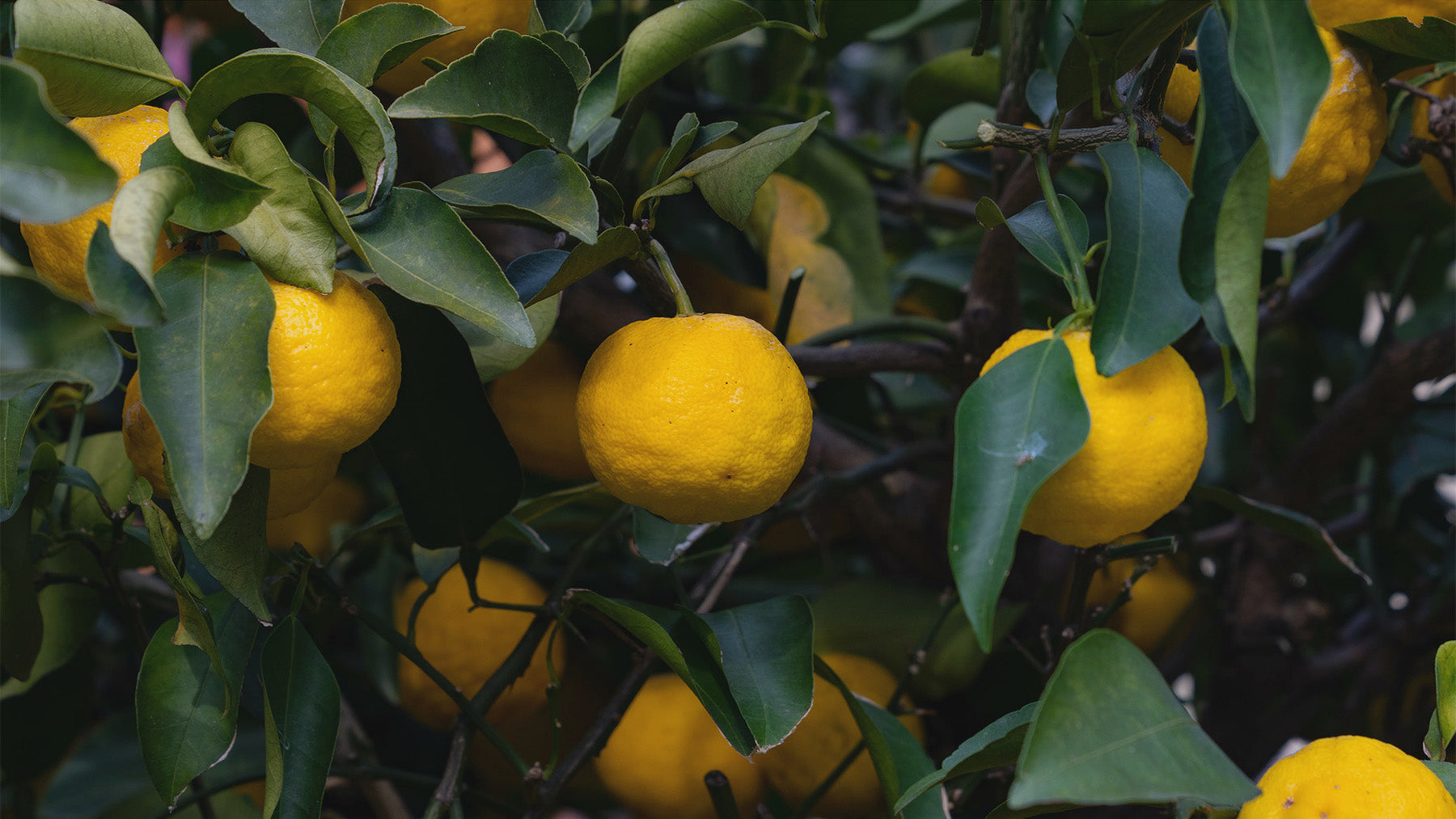 uzu fruits on a tree, surrounded by vibrant deep green leaves and bright yellow yuzu fruits, capturing the freshness and visual appeal of this Japanese citrus - Maison Tomoki.