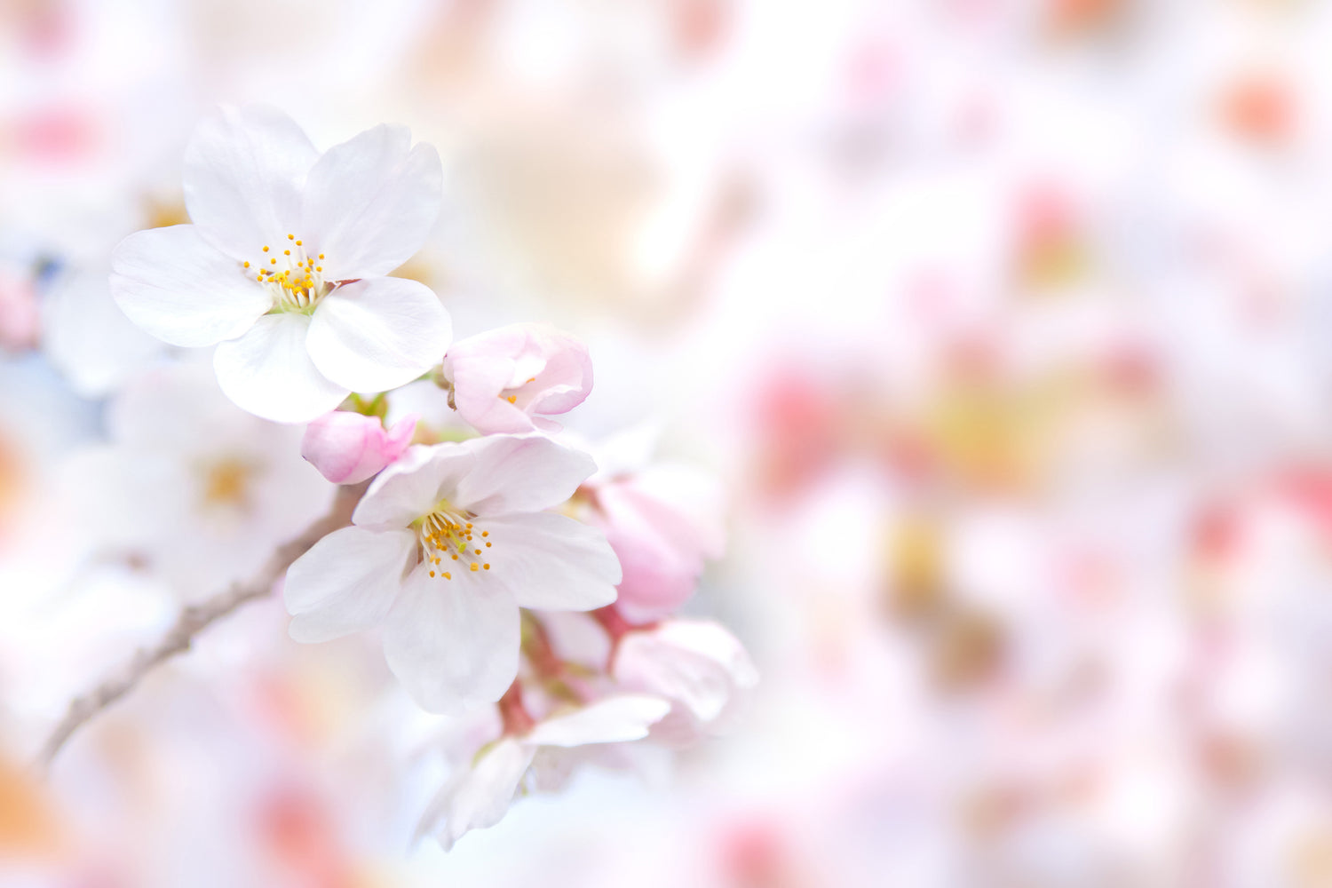 Cherry blossoms - Kyoto Springtime - Sakura Sencha - MAISON TOMOKI